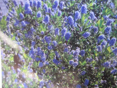 Produktbild von Hochstamm Ceanothus impressus Victoria - Säckelblume Victoria