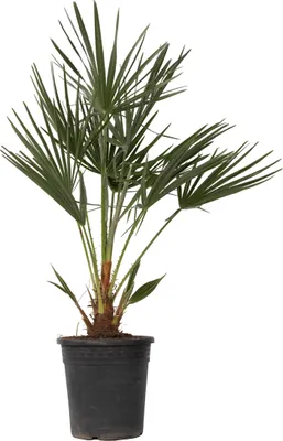 Produktbild von Karłatka niska - Chamaerops humilis - Wysokość 70-80cm - ⌀21cm