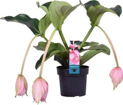 Zdjęcie produktu dla Medinilla magnefica - Kwiat klastrowy - Roślina doniczkowa - Roślina łatwa w pielęgnacji do wnętrz - ⌀17 cm - 50-60 cm