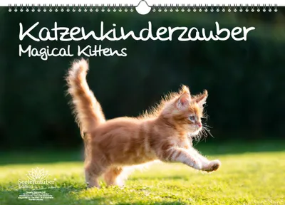 Produktbild von Katzenkinderzauber Immerwährender Kalender DIN A3 Katzenkinder Katzenbabys - Seelenzauber