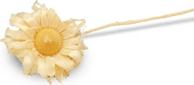 Produktbild von Protea sulphurea gebleicht 6-8cm