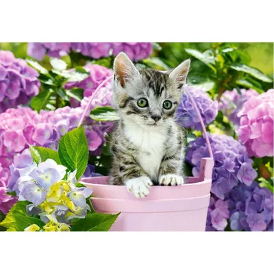Produktbild von Castorland Kitten in Basket Puzzle 1500 Teile