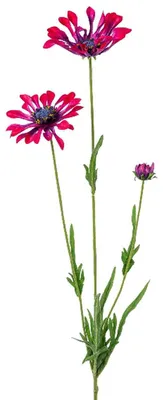 Produktbild von GASPER Kapmargeritenblüten Pink-Bordeaux löffelblättrig 66 cm - Kunstblumen