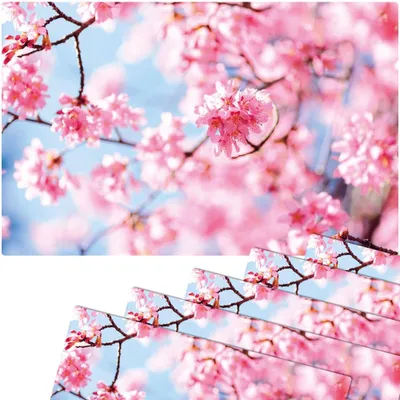 Immagine prodotto di Set di 6 tovagliette lavabili con fiori di ciliegio primaverili