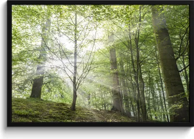 Produktbild von MuchoWow® MuchoWow® Gerahmtes Poster Wald - Bäume - Sonne 90x60 cm - Poster mit zchwarzem Bilderrahmen - Fotorahmen - Foto-Plakat
