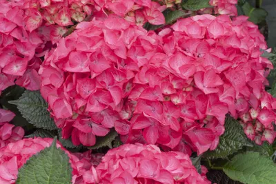 Zdjęcie produktu dla Hydrangea macrophylla 'Red Angel', Hortensja, zgnilizna, 40-60 cm