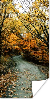 Produktbild von MuchoWow® Poster Blätter - Herbst - Wald 60x120 cm - Wandschmuck