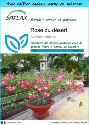 Image de SAFLAX Ensemble-cadeau - Rose du désert - 8 graines - Adenium