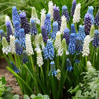 Productafbeelding van Bloembollen, meerjarig en winterhard - Muscari budgetmix - 100 bollen - Mix van 5 soorten/kleuren uit Nederland - Echte winterharde druivenhyacintenbollen/bloemen/planten - Geschikt voor tuin en potten