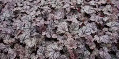 Immagine prodotto di 6 x Heuchera hybr. 'Shangai' - campanula viola - vaso 9 x 9 cm