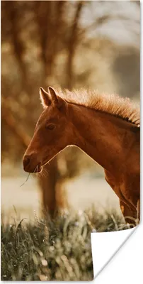 Produktbild von MuchoWow® Poster Pferd - Licht - Wiese 20x40 cm - Plakat - Foto