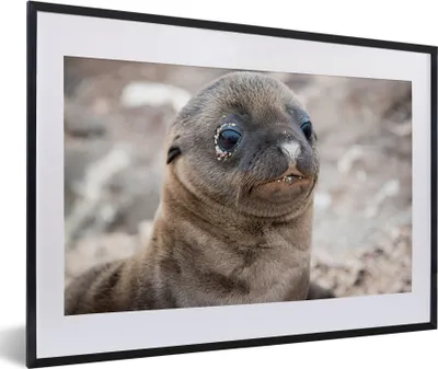 Produktbild von MuchoWow® MuchoWow® Gerahmtes Poster Seelöwe - Jung - Strand 60x40 cm - Poster mit zchwarzem Bilderrahmen - Schlafzimmer - Plakat in Rahmen - Drucken