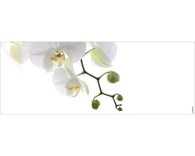 Produktbild von Badrückwand mySPOTTI aqua Orchid phala 120x45 cm