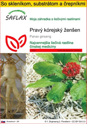 Obrázok produktu pre SAFLAX Kultivačný set - Pravý kórejský ženšen - Panax ginseng - 10 Semená - S mini skleníkom, pestovateľským substrátom a 2 črepníkmi