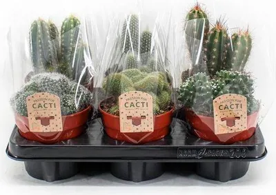 Obrázek produktu pro Kaktusový mix – 6 pokojových kaktusů, průměr 12 cm, výška 20 cm – pestrá nabídka kaktusů