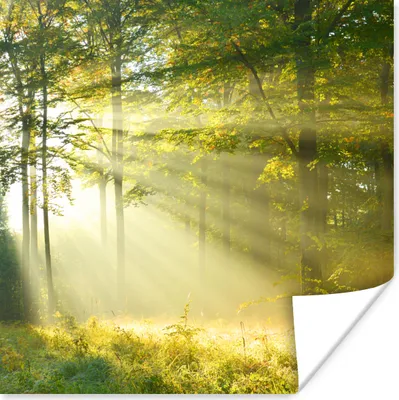 Produktbild von MuchoWow® Poster Wald - Licht - Frühling 100x100 cm - Babyzimmer