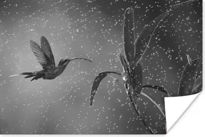 Produktbild von MuchoWow® Poster Kolibri im Regen in der Natur von Costa Rica in schwarz und weiß 180x120 cm - Fotoplakat