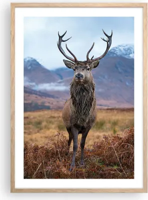 Produktbild von Gerahmtes Poster - Rahmen in heller Eiche - Hirsch Hirsch Schottland - 50x70 cm - Wand Bild - Wanddeko - Wandbilder - Kunstposter - Wandposter - Bilderrahmen - Bilder - Kunstdruck - P2NPA50x70-5185