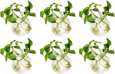 Produktbild von Famanu Hängende Pflanzenkübel 6er Set - Transparent