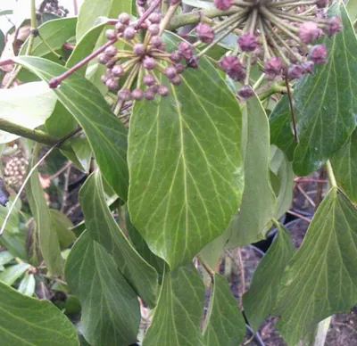 Image de Lierre du Caucase - Arbuste Hedera Colchica - Arborescens 30 - 40 cm persistant