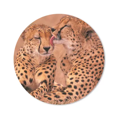 Produktbild von MuchoWow® Mauspad Mousepad Baby-Geparden 50x50 cm - Mousepads - Maus Mat - Pad - Mausunterlage - Vinyl