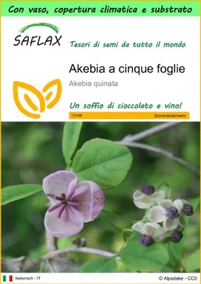 Immagine prodotto di SAFLAX Garden to go - Akebia a cinque foglie - 10 semi - Akebia
