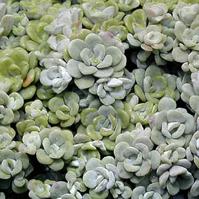 Obrázok produktu pre 6 x rozchodník  - Sedum spathulifolium 'Cape Blanco'  | Kvetináč 9 cm x 9 cm