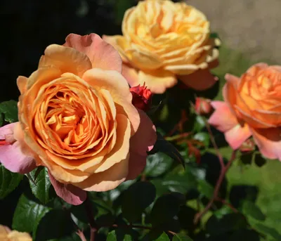 Produktbild von Dehner Rose Nostalgie®-Edelrose Capri®, Züchter Tantau, gefüllte und duftende Blüten in orange-apricot, 15-30 cm, 4 l Topf