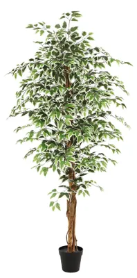 Productafbeelding van Kunstplant Ficus groen 180cm