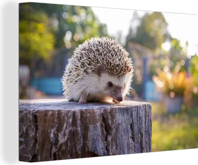 Produktbild von OneMillionCanvasses® - Leinwandbilder - 140x90 cm, Igel auf einem Baumstamm sitzend, Wandbilder Kunstdruck Wanddekoration