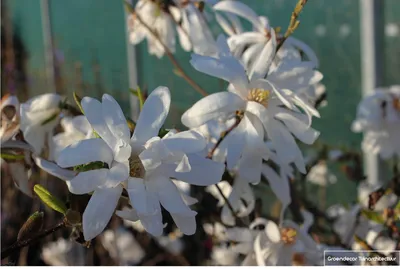 Image de 10 x Magnolia stellata (magnolia étoilée) | Plants vendus sans terre, racines nues, de 20 à 30 cm