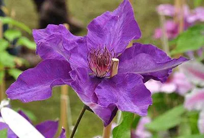 Produktbild von Clematis hybr. 'The President' - Waldrebe 'The President' 50-60 cm | Topf