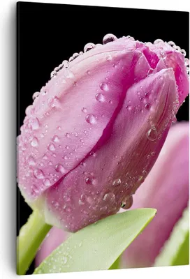 Produktbild von Bild auf Leinwand - Leinwandbild - Einteilig - Tulpe Blumen Tau - 50x70cm - Wand Bild - Wanddeko - Wandbilder - Leinwanddruck - Kunstdruck - Wanddekoration - Leinwand bilder - Wandbild - PA50x70-2483