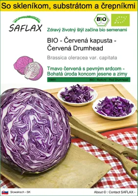 Obrázok produktu pre SAFLAX Kultivačný set - BIO - Červená kapusta - Červená Drumhead - Brassica oleracea var. capitata - 250 Semená - S mini skleníkom, pestovateľským substrátom a 2 črepníkmi