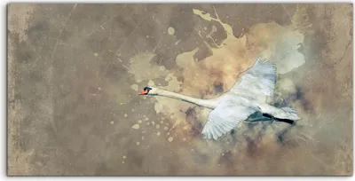 Produktbild von Coloray - Glasbild - 120x60 cm - Wandbild - Glasbilder - Foto Vintage Stil Schwanen Vogel Tiere