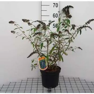 Image de Buddleja dav. 'Adonis Blue'® ('adokeep'®) - Lilas papillon 30- 40 cm conteneur
