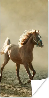 Produktbild von MuchoWow® Poster Pferd - Sand - Nebel 20x40 cm - Plakat - Foto