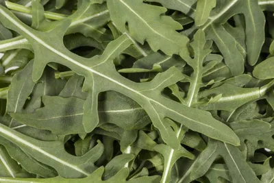 Produktbild von Salat - Rauke - Rucola - min. 50 Samen