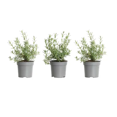 Three potted rosemary plants are arranged in a row against a white background.