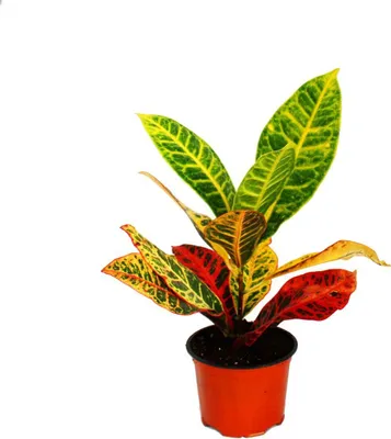 Zdjęcie produktu dla Egzotyczne serce - cudowny krzew - Codiaeum "Petra" - 1 roslina - latwa w pielegnacji - oczyszczajaca powietrze - doniczka 12 cm