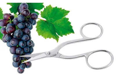 Obrázok produktu pre CONTACTO Nožnice na hrozno, dĺžka: 160 mm