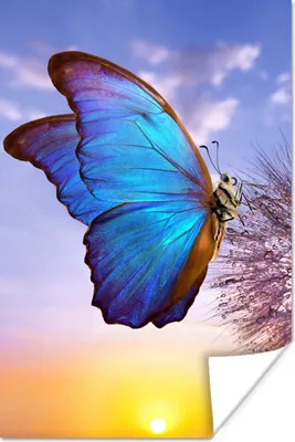 Produktbild von MuchoWow® Poster Schmetterling - Sonnenuntergang - Löwenzahn - Blau 80x120 cm - Papierdruck
