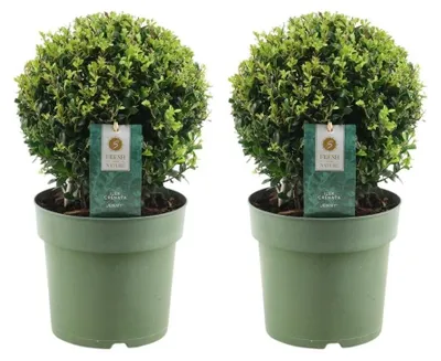 Image de Plants by Frank | 2 Boules de houx du Japon |2 Ilex crenata 'Jenny' | Arbustes persistants | Alternative au buis | Plantes de jardin