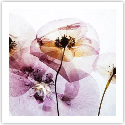 Produktbild von Poster - Poster ohne Rahmen - blume sommer natur - 60x60 cm - Wand Bild - Wanddeko - Wandbilder - Kunstposter - Wandposter - Bilder - Kunstdruck - Wanddekoration - Wandbild - P2XAC60x60-3821