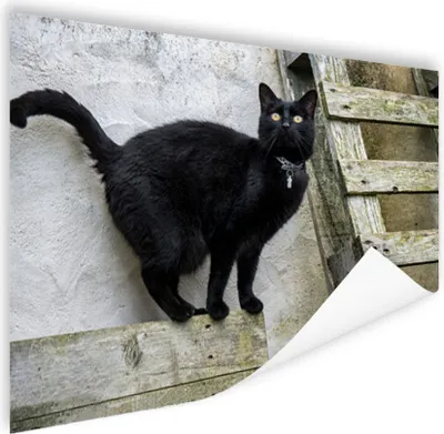 Produktbild von MuchoWow® Poster Katze - Schwarz - Palette - Mädchen - Jungen - Kind 120x80 cm - Bilder