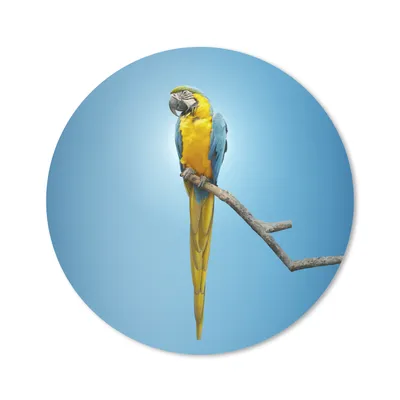 Produktbild von MuchoWow® Mauspad Mousepad Papagei - Zweig - Blau 30x30 cm - Mousepads - Maus Mat - Pad - Mausunterlage - Tischunterlage - Schreibtischmatten