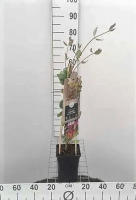 Zdjęcie produktu dla Lonicera heckr. 'Goldflame' - Wiciokrzew 'Goldflame' 50-60 cm | doniczka