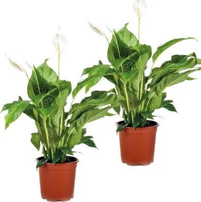 Produktbild von Bloomique - 2er Set - Spathiphyllum Torelli - Friedenslilie - Einblatt Zimmerpflanze - Zimmerpflanzen - Luftreinigend - Höhe 60-70 cm - Topf 17 cm