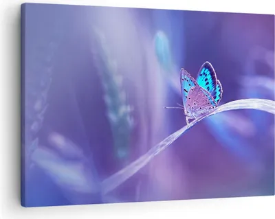Produktbild von Bild auf Leinwand - Leinwandbild - Schmetterling Natur - 70x50cm - Wand Bild - Wanddeko - Wandbilder - Leinwanddruck - Bilder - Kunstdruck - Wanddekoration - Leinwand bilder - Wandkunst - AA70x50-3879