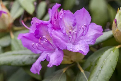 Produktbild von Rhododendron Hybr. 'Catawbiense Boursault', lila Blüten, 70–80 cm